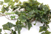 Sztuczny Bluszcz Hedera pnącze 85 cm zielony 191 liści