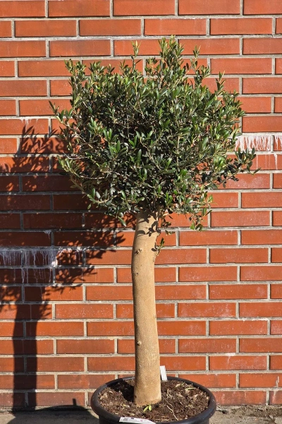 Oryginalne drzewko oliwne na grubym pniu 165 cm