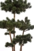 Sztuczny Bonsai Pinia 150 cm deluxe