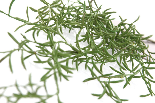 Sztuczna Hoya Vine Spray 90 cm UV Weather Proof