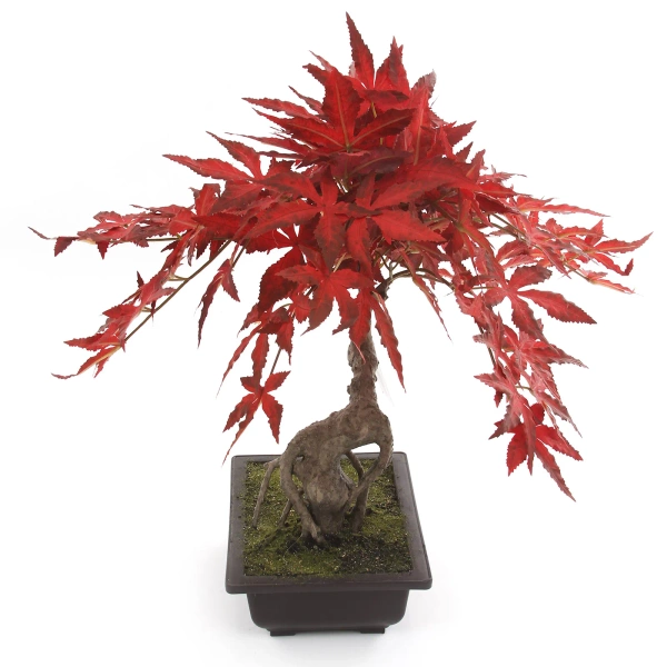 Sztuczny Bonsai Klon japoński 50 cm burgundy w doniczce