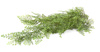 Sztuczna paprotka Adiantum wisząca pnącze 105 cm
