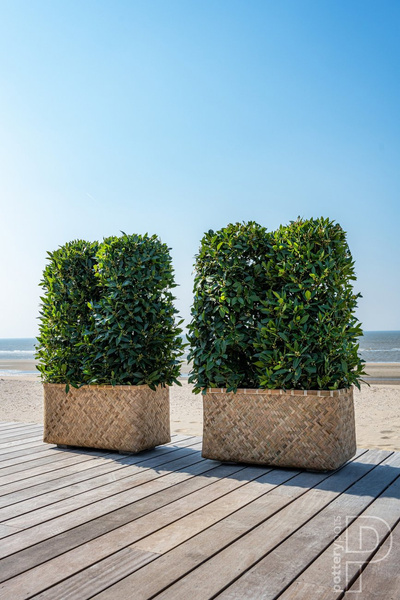 Rafi M 80x40/41 prostokątna osłonka bambusowa