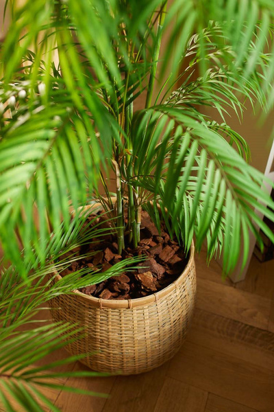 Sztuczna palma Chamaedorea 180 cm - jak żywa