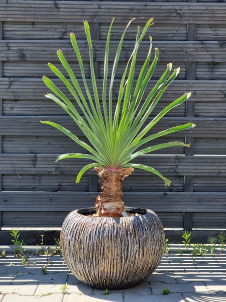 UNIVERSE WATERFALL GLOBE 28/20 doniczka kula brązowa ręcznie zdobiona