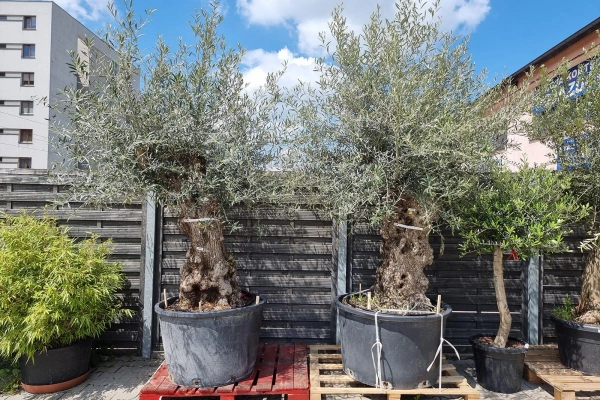 Drzewo oliwne wysokie Oliwka europejska 260 cm oryginalny pień