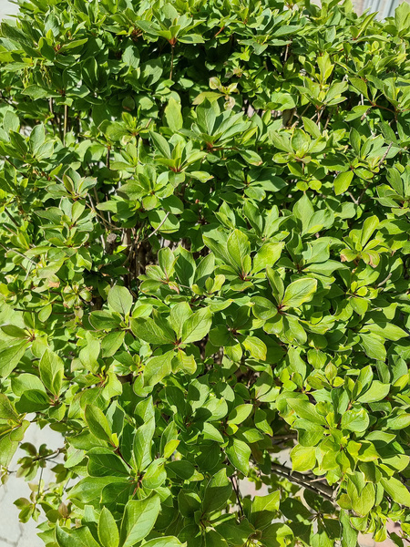 Enkiant dzwonkowaty Enkianthus campanulatus Ball 110 cm d60