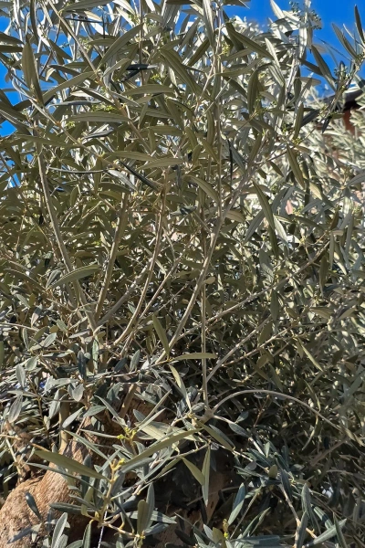 Drzewo oliwne Oliwka europejska 280 cm gruby pień