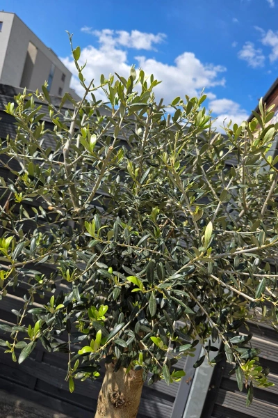 Oliwka europejska Olea europaea 160 cm gruby pień