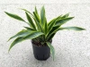Dracena lemon lime 35 cm MK13/12 w hydroponice
