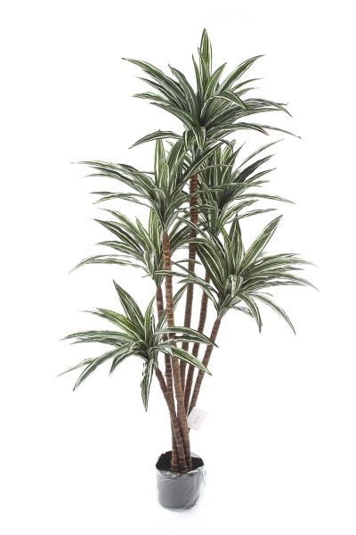 Sztuczna Dracena 150-160 cm 150 liści naturalny pień