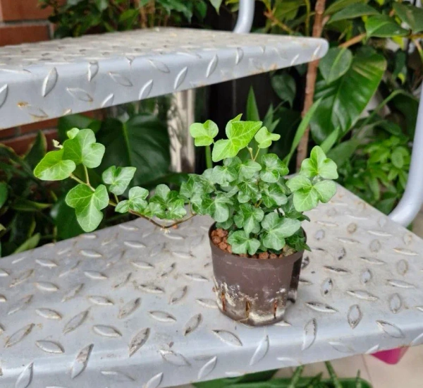 Hedera 20 cm MK9/7