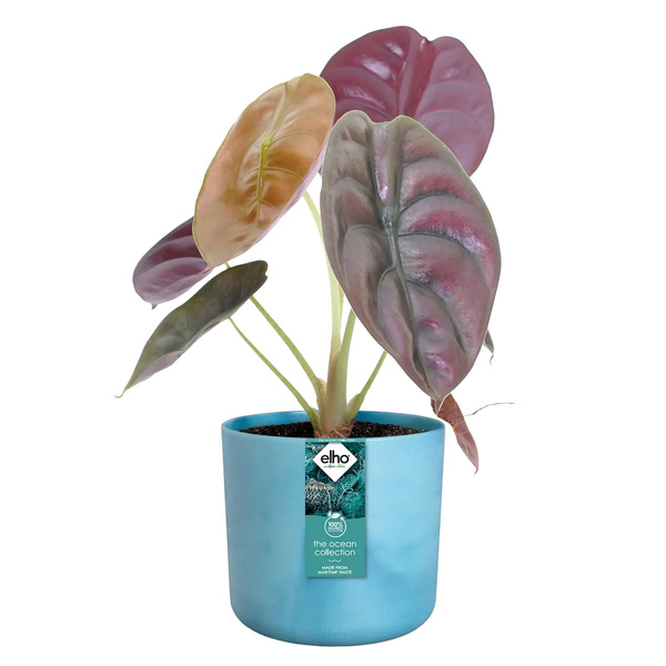 Ocean Round 14 osłonka cylinder niebieski atlantyk