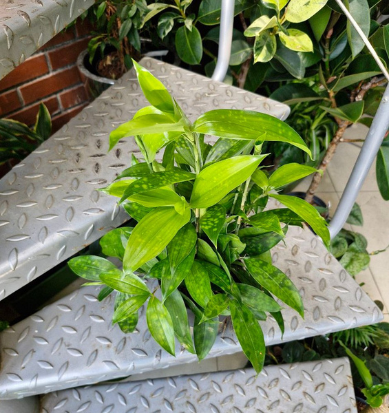 Dracena surculosa plamista 40 cm MK13/12