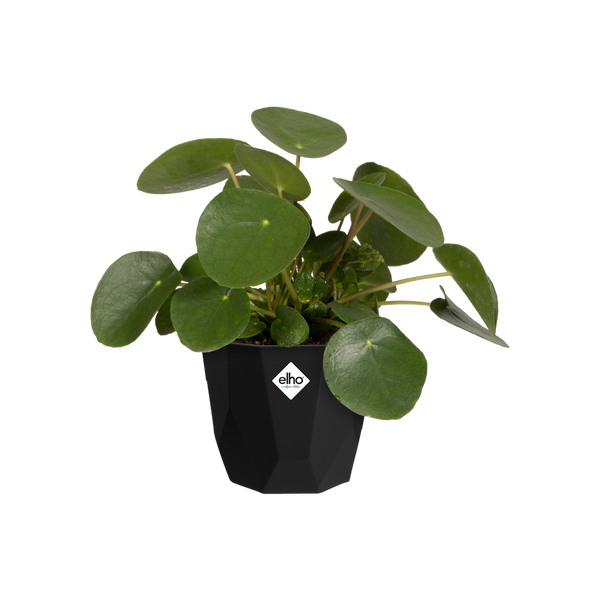 B. For Rock 16 czarna osłonka designerska