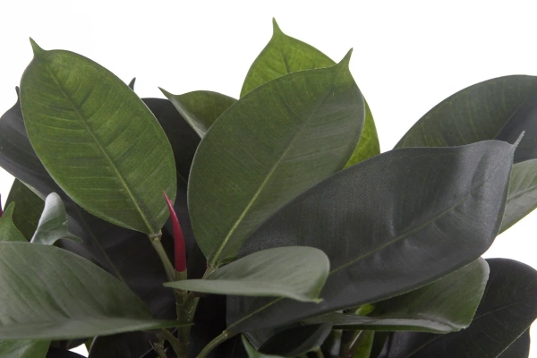 Sztuczny fikus elastica sprężysty 90 cm 135 liści