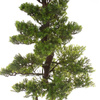 Sztuczne drzewko Bonsai Zielona Herbata 160 cm