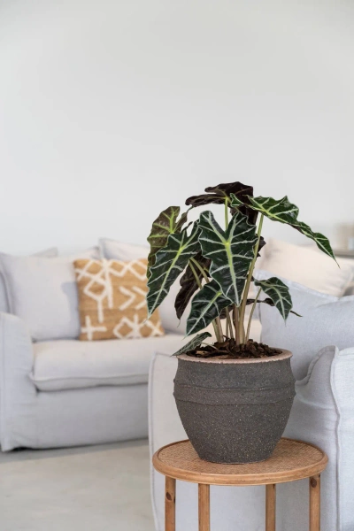 Hera L 51/74 śródziemnomorska donica amfora umber brown