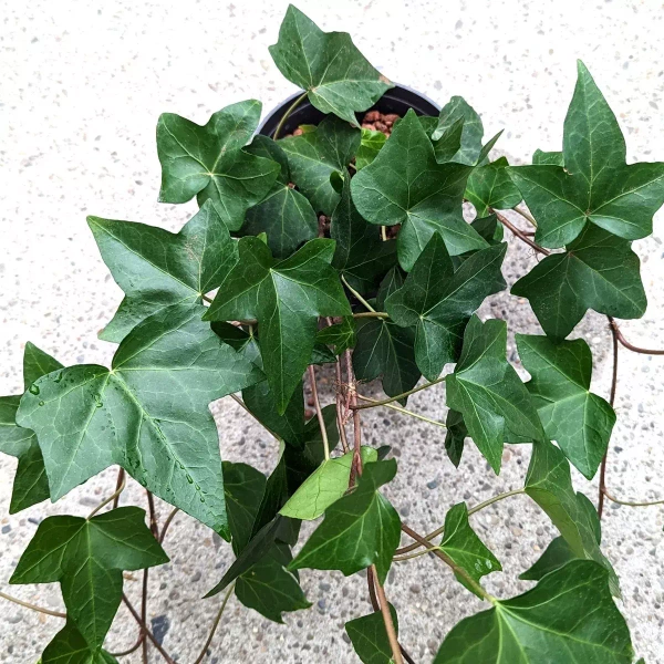 Bluszcz Hedera montgomery MK13/12 w hydroponice