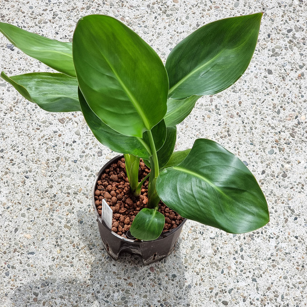 Strelicja 40 cm MK13/12