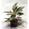 Aglaonema Light Star 33 cm MK11/9