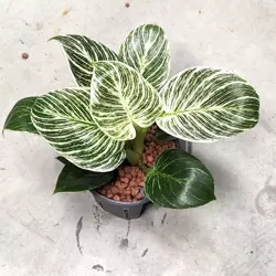 Filodendron Birkin 25 cm MK11/9