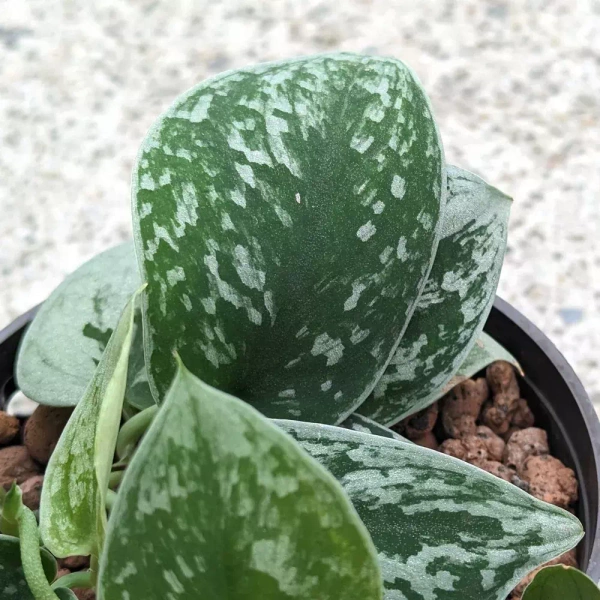 Scindapsus pictus silvery ann MK13/12 pnącze