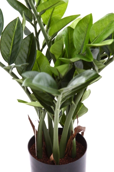 Sztuczny Zamiokulkas niski 55 cm