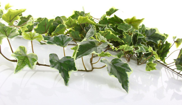 Sztuczny Bluszcz wiszący pnącze busz 70 cm zielonobiały