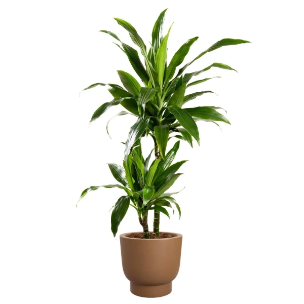 Amber Grail 38/36 karmelowa donica do salonu