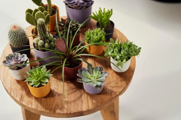 Jazz Elho 7 mini osłonka na kaktusy czarna