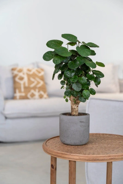 Charlie XS 12/11,5 doniczka walec kamienna mocha washed