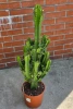 Kaktus Euphorbia erytrea 110 cm
