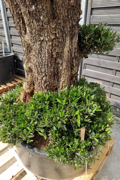 Drzewko oliwne bonsai rozgałęzione Olea europaea 195-210 cm