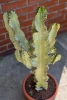 Kaktus Euphorbia ingens marmorata 100 cm
