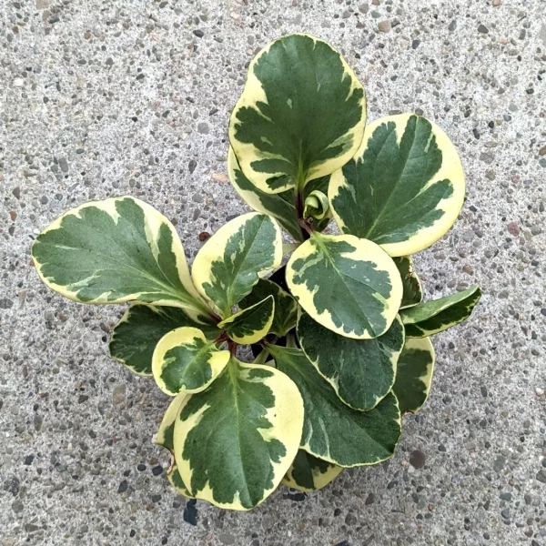 Peperomia obtusifolia Green Gold 25 cm MK9/7