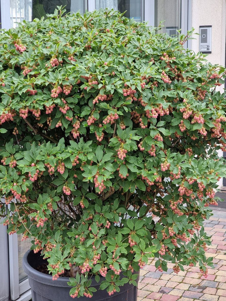 Enkiant dzwonkowaty Enkianthus campanulatus Ball 110 cm d60