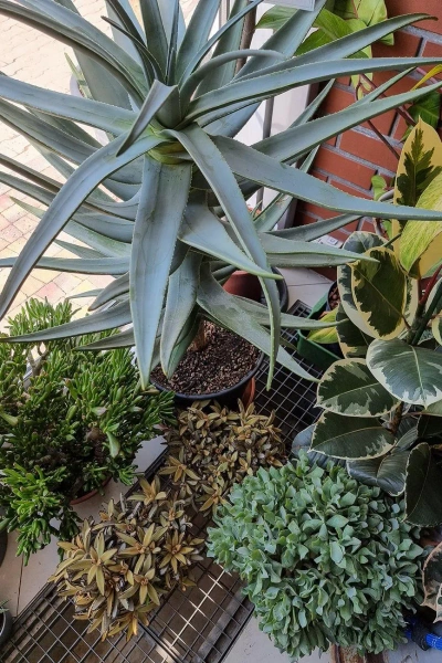 Aloe dichotoma Stem aloes 110 cm