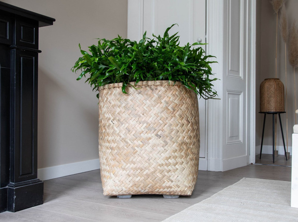 Zayn XXXS 31,5/33 naturalne doniczki bambusowe