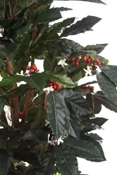 Sztuczne drzewko Kawy 150 cm 471 liści z owocami