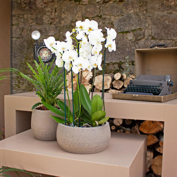 HEMERA Bowl 29/14 doniczka na bonsai ceramiczna antracytowa