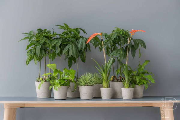 Mini Bucket XS 12/11 doniczka kamienna złota metalik