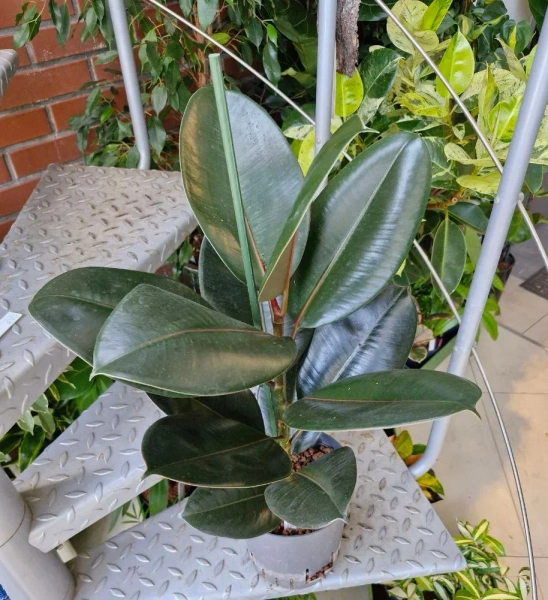 Fikus sprężysty elastica abidjan 70 cm MK18/19