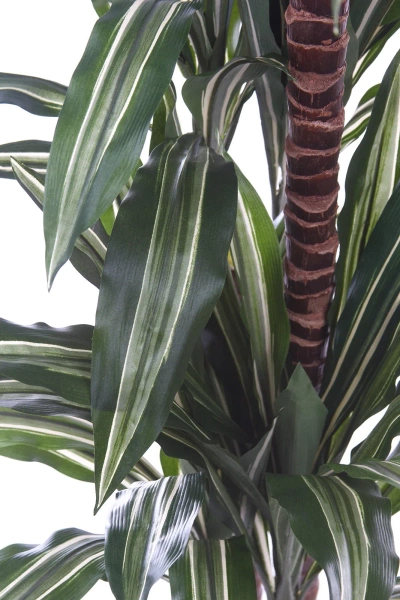 Sztuczna dracena fragrans variegated 150 cm 81 liści
