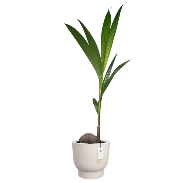 Amber Grail 38/36 donica na podwyższeniu biały len