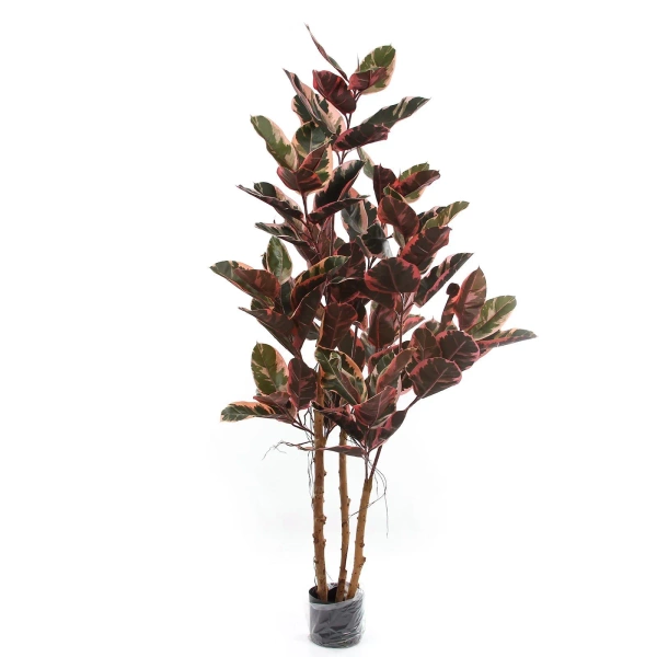 Sztuczny Fikus Elastica red ruby 170 cm, 93 liście