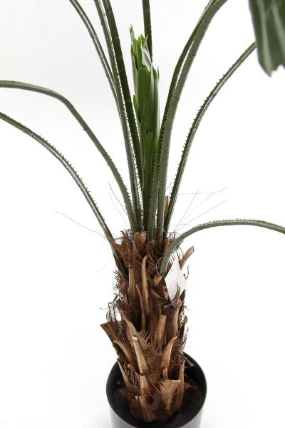 Sztuczna Palma Licuala 140 cm