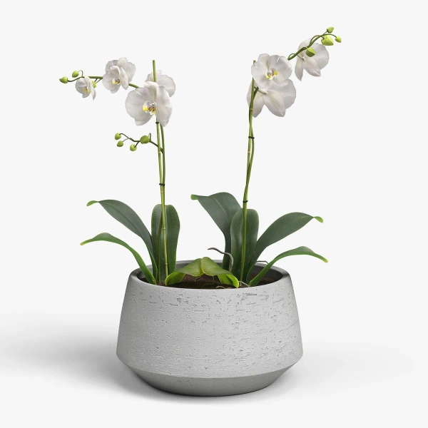 Venus Bowl 27/15 jasnoszara misa ceramiczna