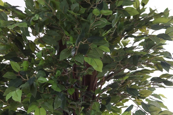 Sztuczny fikus benjamina liana 175 cm