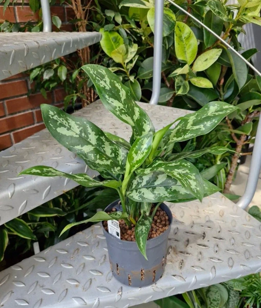 Aglaonema maria 35 cm MK13/12 w hydroponice